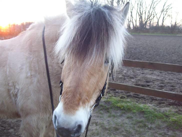Fjordhest Claus - Claus <3 billede 11