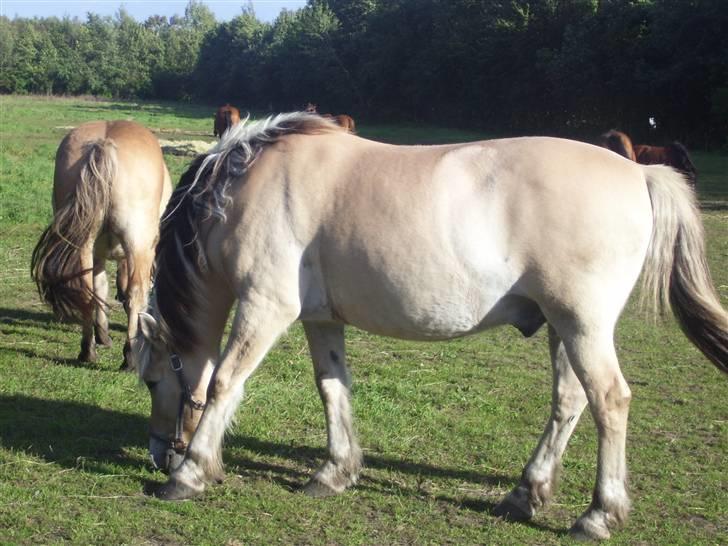 Fjordhest Claus - Claus <3 billede 12