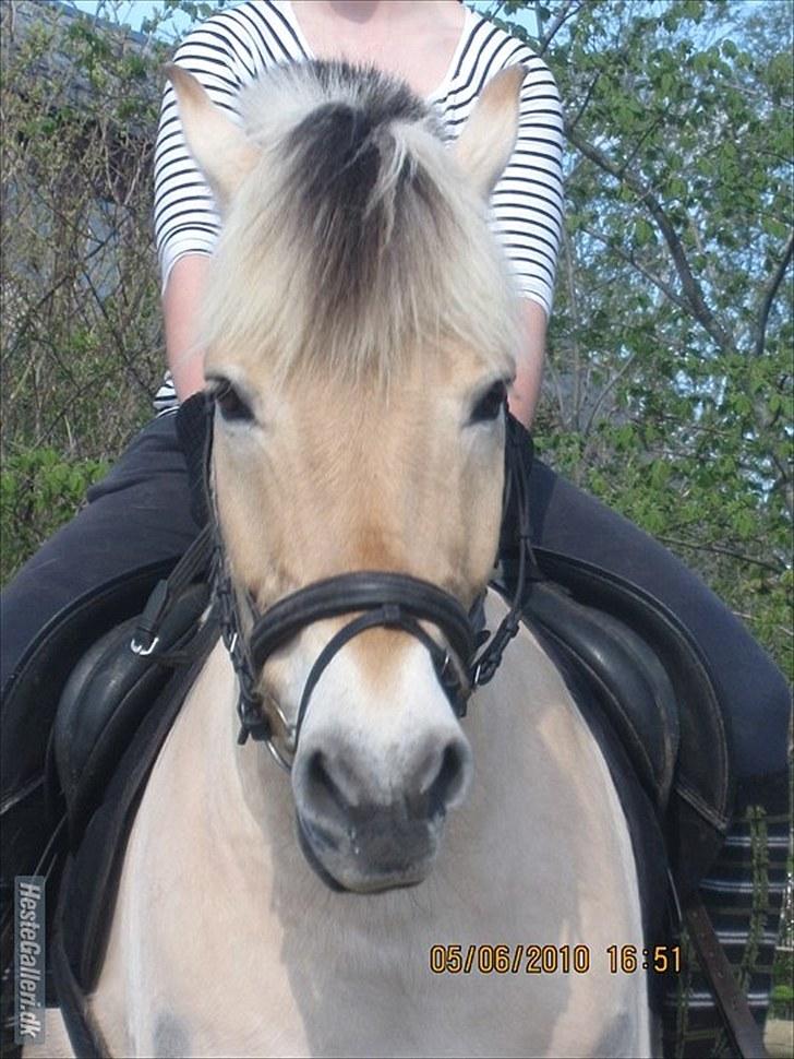 Fjordhest Simba <3 solgt - dressur i: maj 2010 <3 billede 6