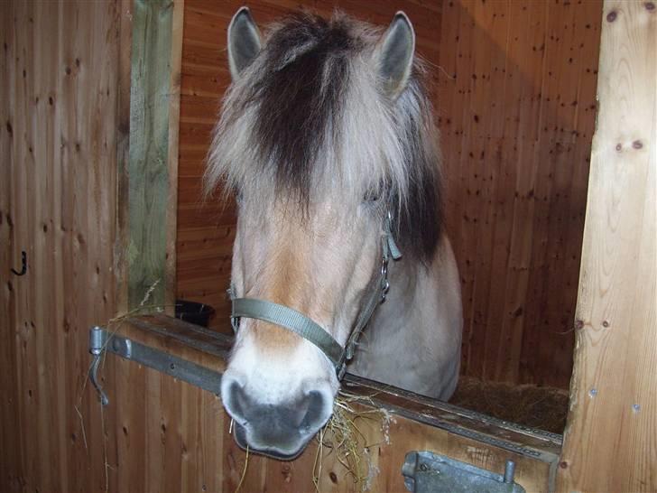Fjordhest Claus - Claus <3 billede 13