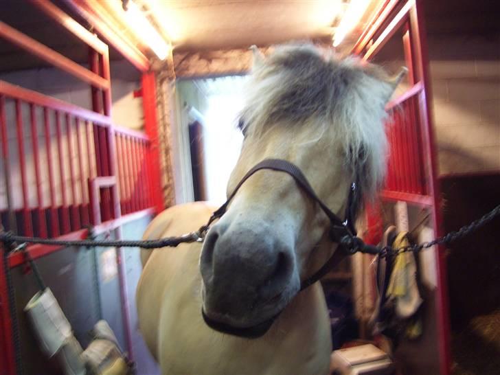 Fjordhest Claus - Claus <3 billede 14