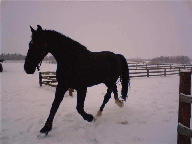 Oldenborg Milan billede 6