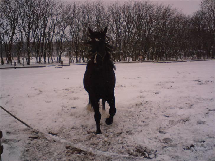 Oldenborg Milan billede 7