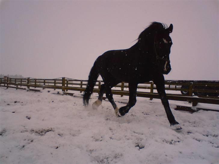 Oldenborg Milan billede 8