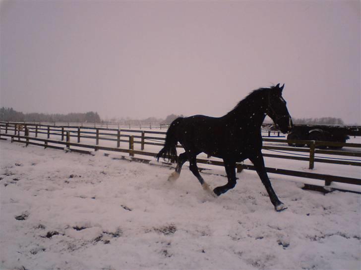 Oldenborg Milan billede 9