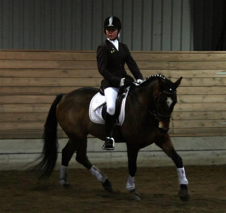 New Forest Feldholm's Primo<3 R.I.P - Dejlige primo billede 1