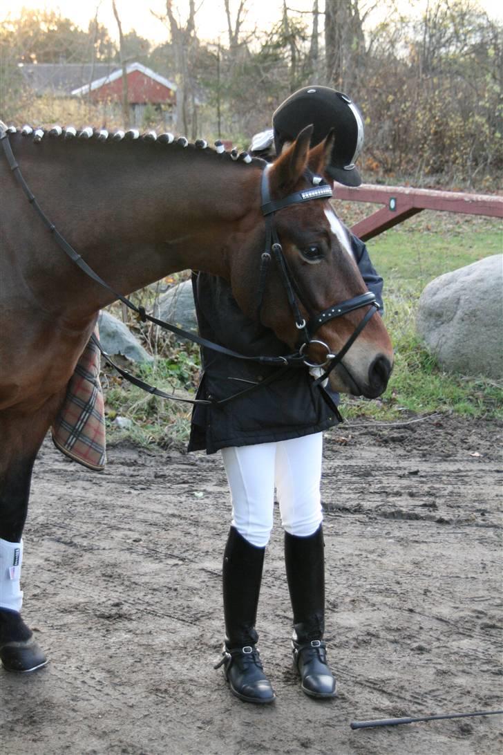 New Forest Feldholm's Primo<3 R.I.P - Klar til opvarmningen billede 2