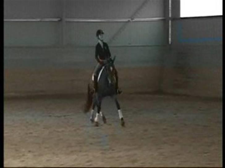 New Forest Feldholm's Primo<3 R.I.P - Vi træner billede 3