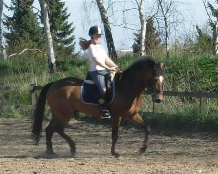 New Forest Feldholm's Primo<3 R.I.P - Søde Primo billede 4