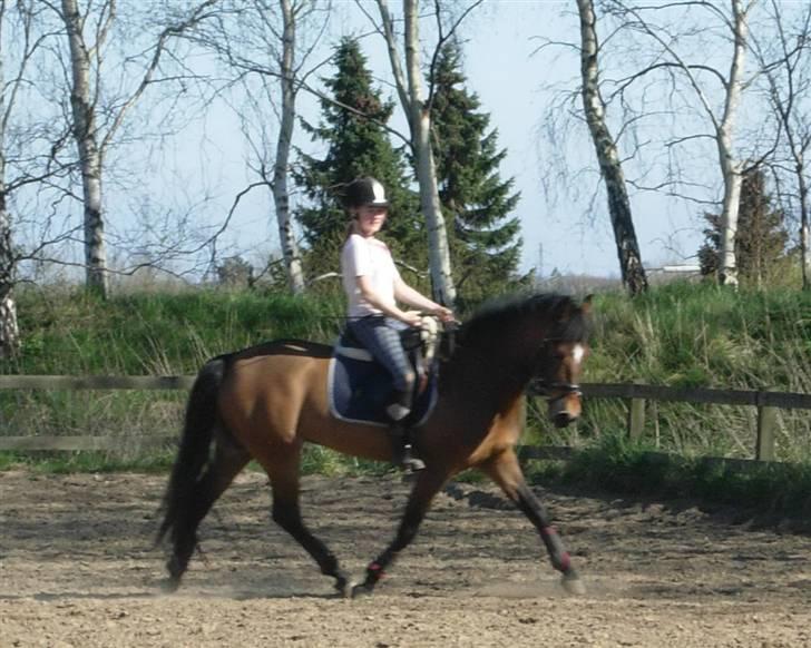 New Forest Feldholm's Primo<3 R.I.P - Altid sød og en fornøjelse at ride. Har haft ham i en uge på dette billede billede 5