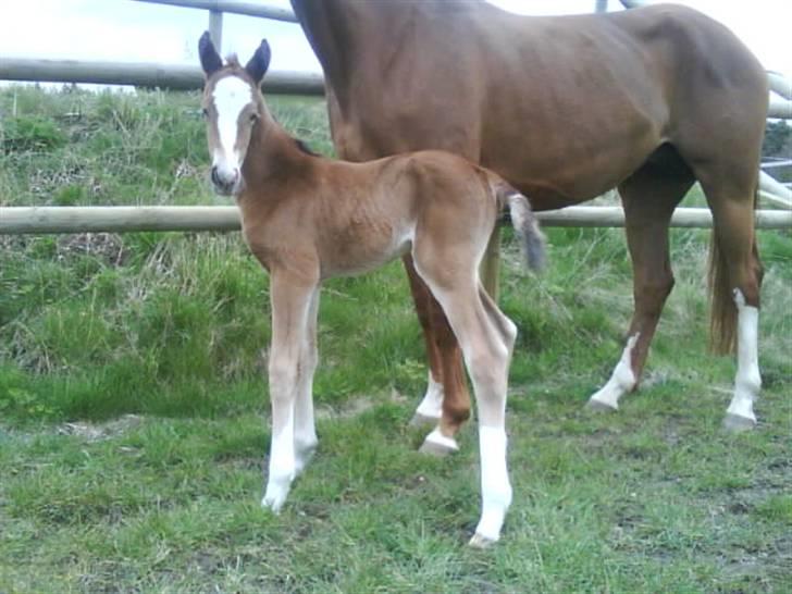 Dansk Varmblod Stald Holm´s Lechea SOLGT - alt er så spændende billede 2