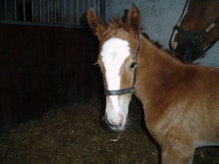 Dansk Varmblod Stald Holm´s Lechea SOLGT - er jeg ikke yndig billede 3