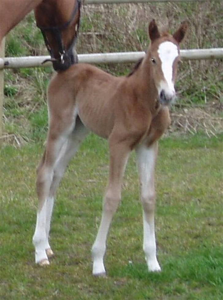 Dansk Varmblod Stald Holm´s Lechea SOLGT - skal vi to lege? billede 4