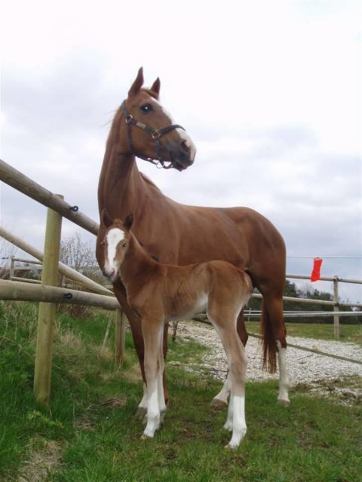 Dansk Varmblod Stald Holm´s Lechea SOLGT - 1 leve dag billede 5