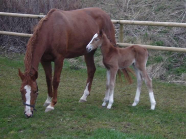 Dansk Varmblod Stald Holm´s Lechea SOLGT - her hygger vi jo godt billede 6