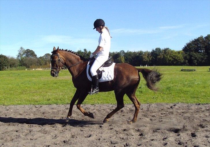 Arabisk fuldblod (OX) El Sheik Charme - Opvarmning i Kragelund billede 3