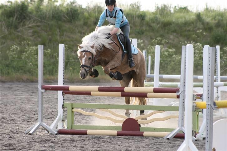 Haflinger 8930819 Ursula *R.I.P* billede 4