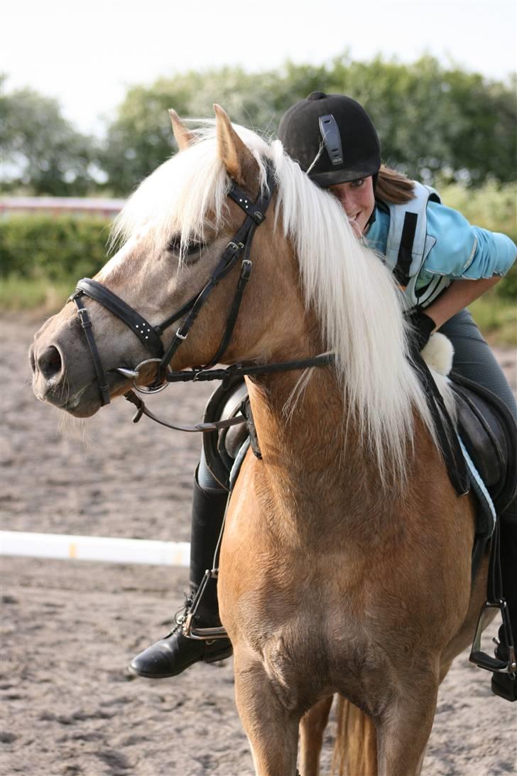 Haflinger 8930819 Ursula *R.I.P* billede 6