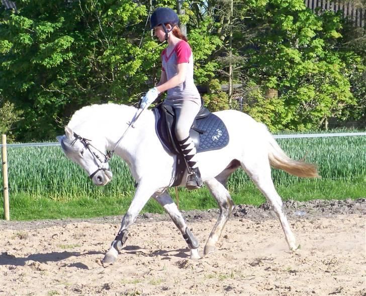 DSP Snorgaardens Maggi (RIP) - Cecilie nåede lige at tage billedet ind hun ´´dykkede´´ billede 6