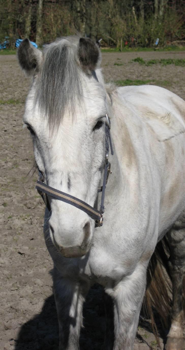 DSP Snorgaardens Maggi (RIP) - Jamen haløjsa... billede 10