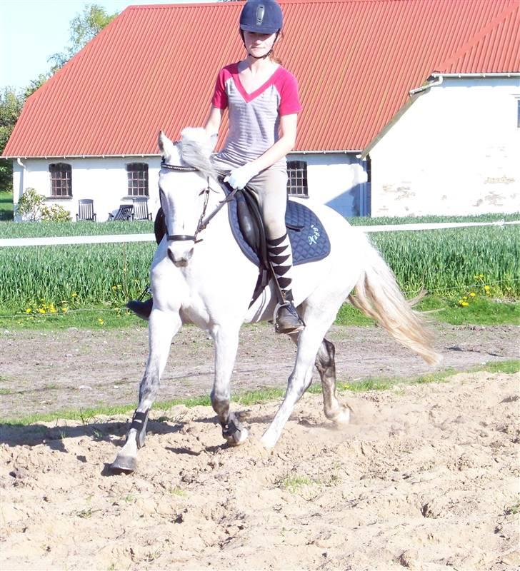 DSP Snorgaardens Maggi (RIP) - En ikke så god dressur dag xD billede 15