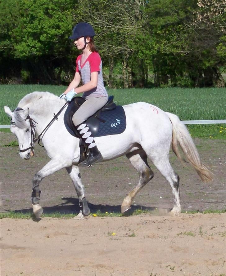 DSP Snorgaardens Maggi (RIP) - Ikke så god en dressur dag, men det gik rimeligt til sidst billede 16