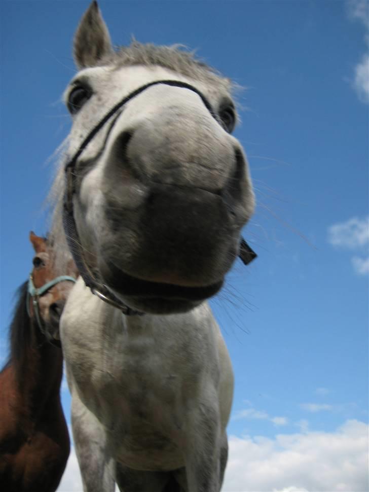 DSP Snorgaardens Maggi (RIP) - UUUUhhhh, kamera. Namenam!^^ billede 19