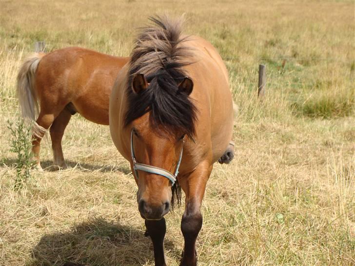 Anden særlig race Muldeberg *EUR* - Mulde på sommergræs ;D Sommer 09 Foto: Amanda(mig) billede 4