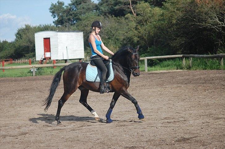 New Forest Prins Albert - Træning i august, foto: Rikke S<3 billede 3