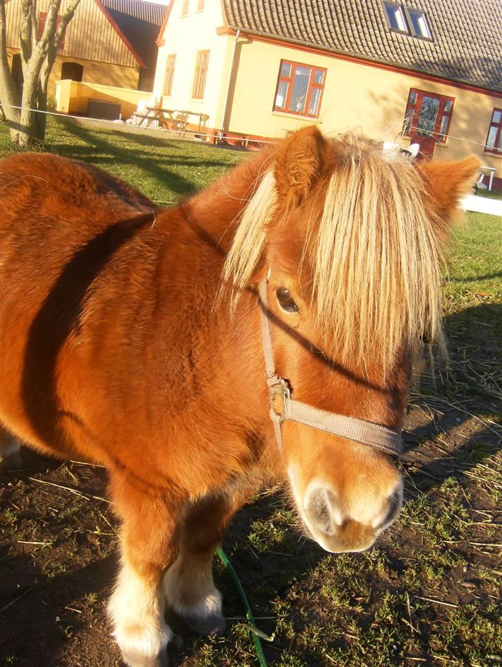 Shetlænder Anelunds Cirkeline billede 10