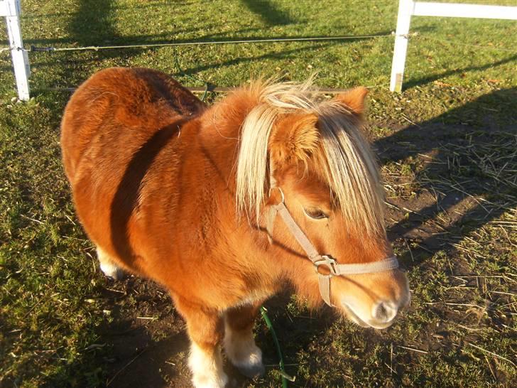 Shetlænder Anelunds Cirkeline billede 11