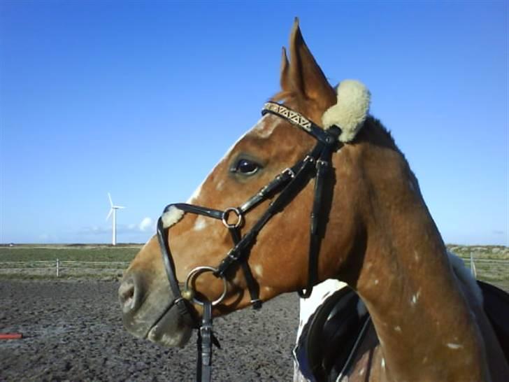 Appaloosa Pablo " solgt :(" - årh min flotte pony <3 billede 8