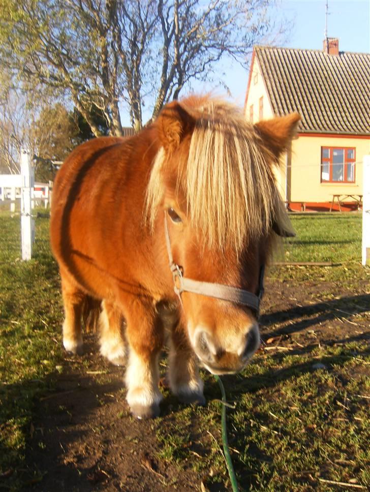 Shetlænder Anelunds Cirkeline billede 12
