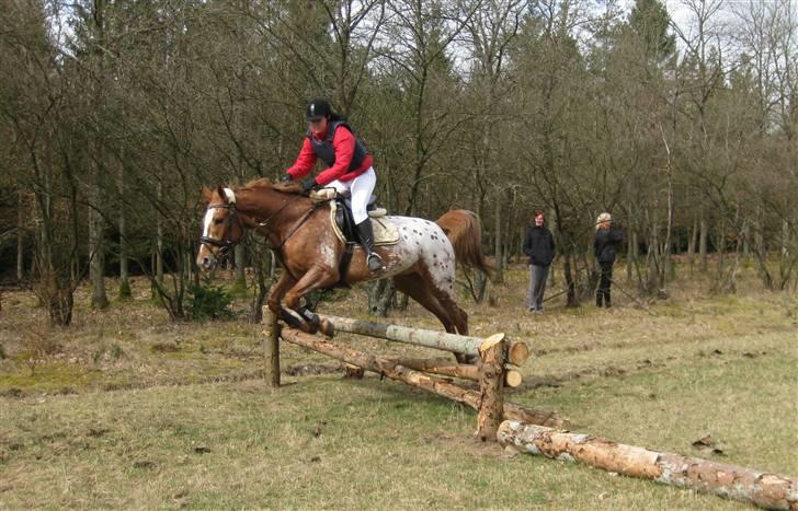 Appaloosa Pablo " solgt :(" billede 9