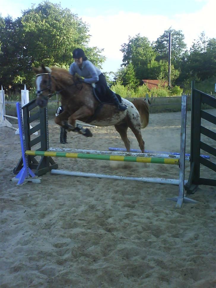 Appaloosa Pablo " solgt :(" billede 10