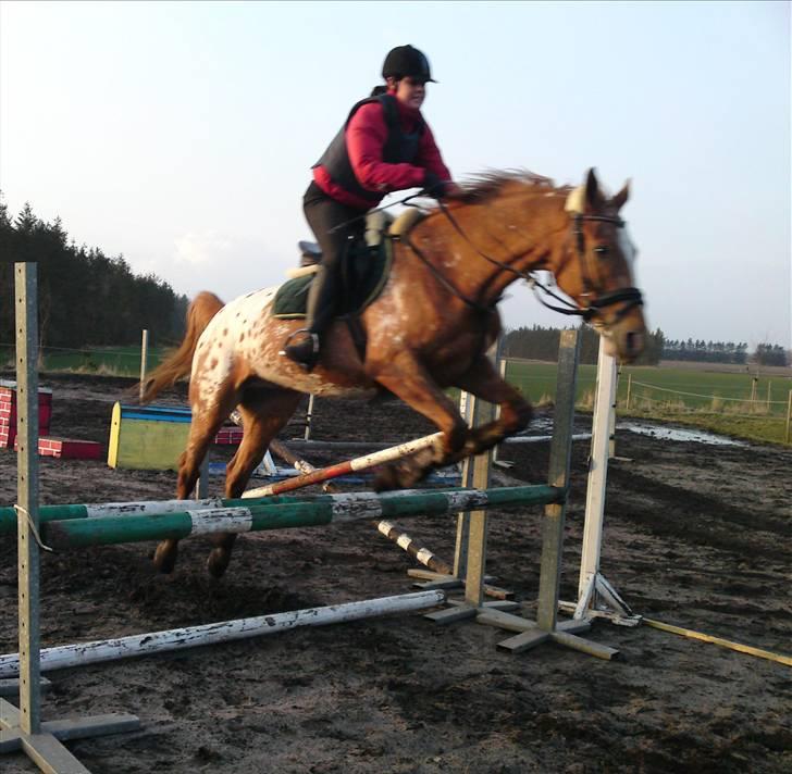 Appaloosa Pablo " solgt :(" - haha jeg flyver lige så meget som hesten :D weehuu    billede 11