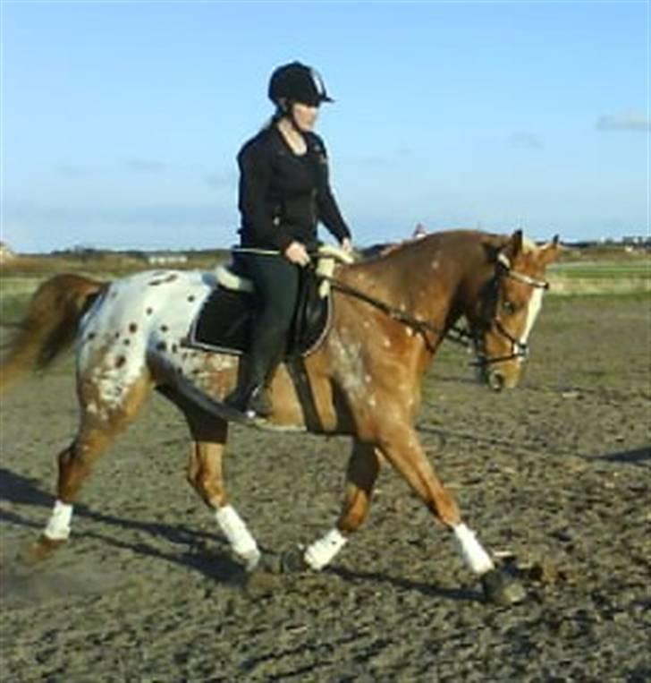 Appaloosa Pablo " solgt :(" - <3 billede 1