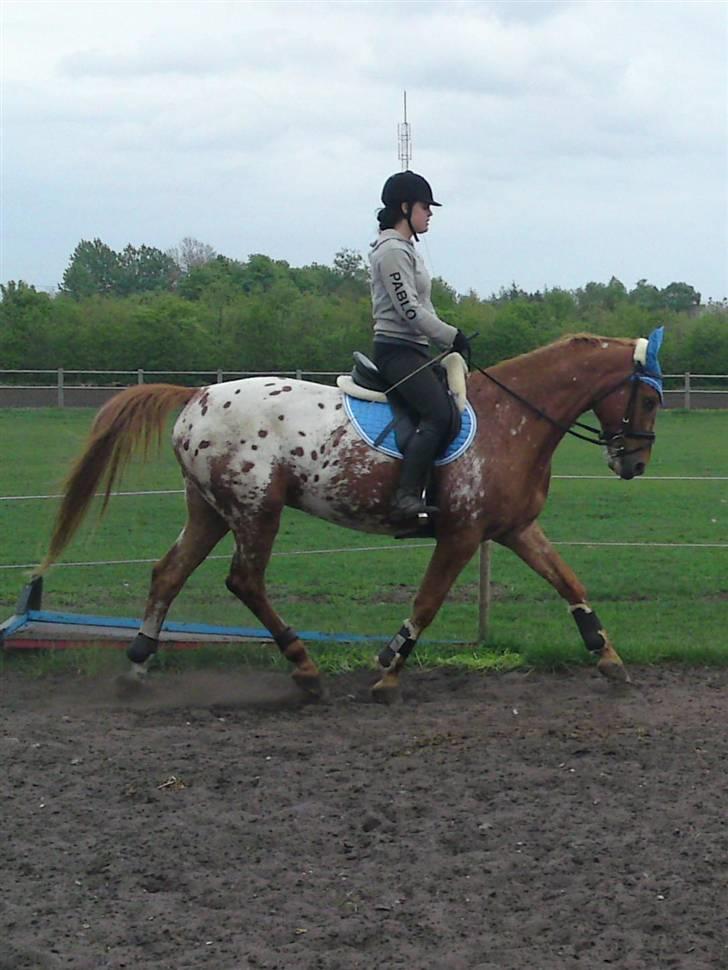 Appaloosa Pablo " solgt :(" billede 12