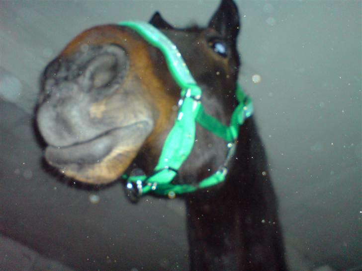 Traver Ginkgo Star (Gammel Part) billede 14