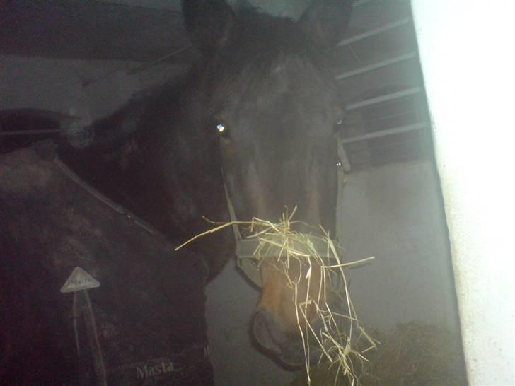 Traver Ginkgo Star (Gammel Part) billede 15