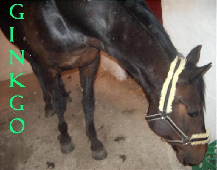 Traver Ginkgo Star (Gammel Part) billede 17