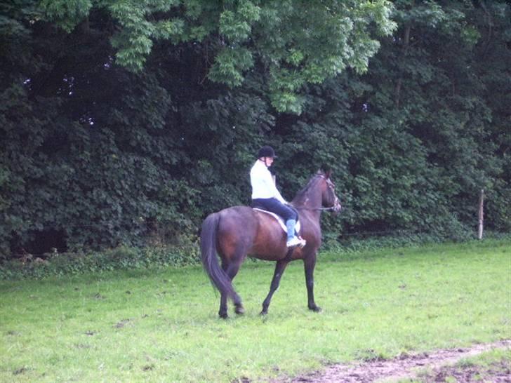 Traver Ginkgo Star (Gammel Part) billede 18