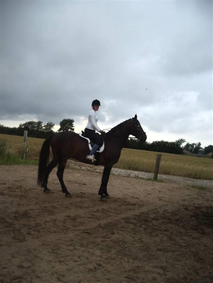 Traver Ginkgo Star (Gammel Part) billede 19