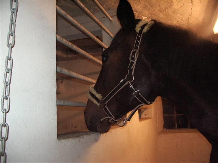 Traver Ginkgo Star (Gammel Part) billede 20