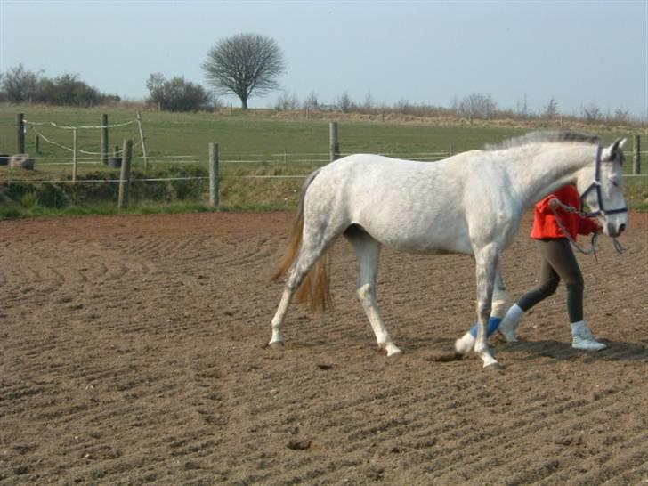 Anden særlig race Je t'aime *Solgt* - Min pony er blevet opereret.. Et flåset ledbånd :( de dygtige dyrlæger kan ikke gøre mere nu.  :´( billede 12