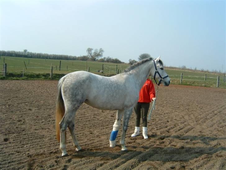 Anden særlig race Je t'aime *Solgt* billede 13