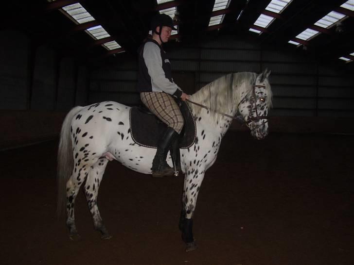 Knabstrupper Charmeur *solgt* - Charmeur og mig.. billede 8