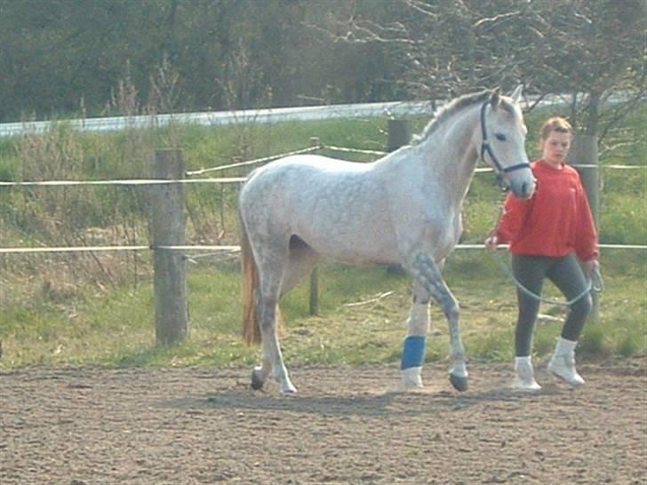 Anden særlig race Je t'aime *Solgt* billede 15