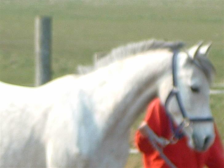 Anden særlig race Je t'aime *Solgt* billede 16