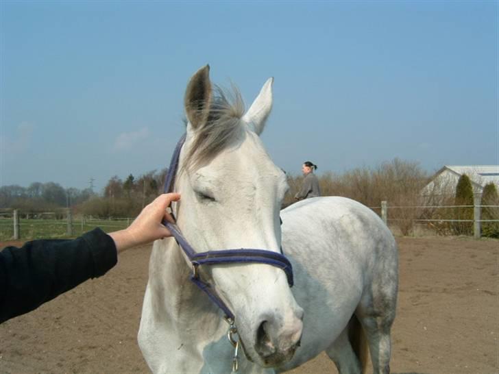 Anden særlig race Je t'aime *Solgt* - Solen er skarp ;-) hehe billede 17